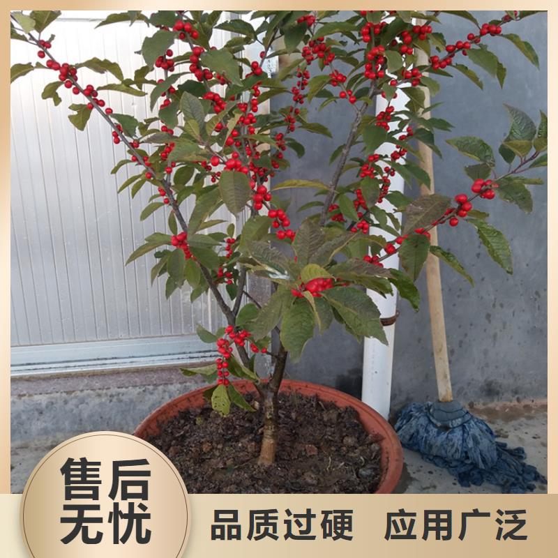 北美冬青葡萄苗货品齐全货源足质量好