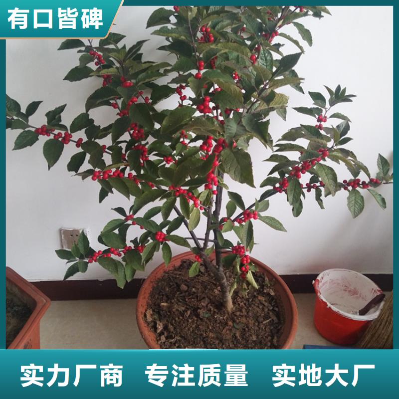 北美冬青桃树苗产地货源本地厂家