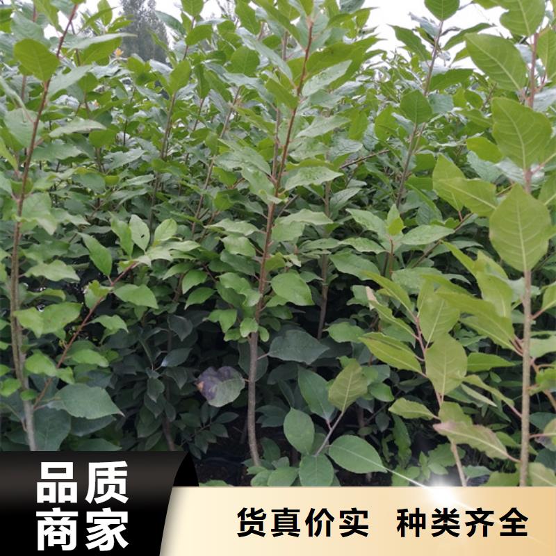 北美冬青3公分石榴苗质量上乘本地公司