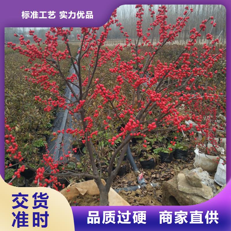 北美冬青-樱桃苗现货销售定制销售售后为一体