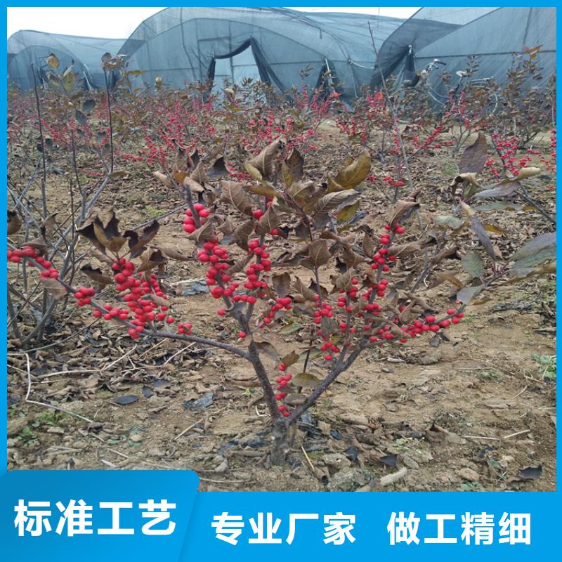 【北美冬青-红颜草莓真诚合作】本地制造商