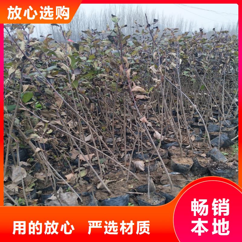 北美冬青【苹果苗】按需设计本地生产商