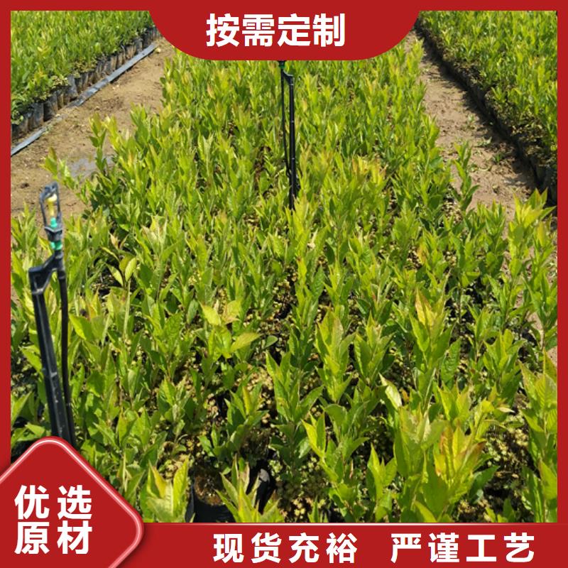 北美冬青李子苗服务周到产品优势特点