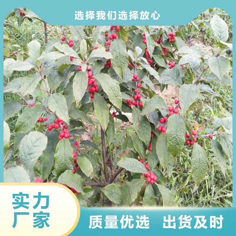 【北美冬青【猕猴桃苗】供应采购】当地供应商