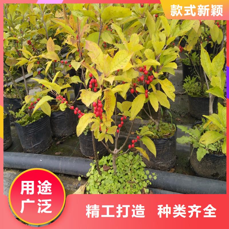 北美冬青花椒苗实体诚信经营当地经销商
