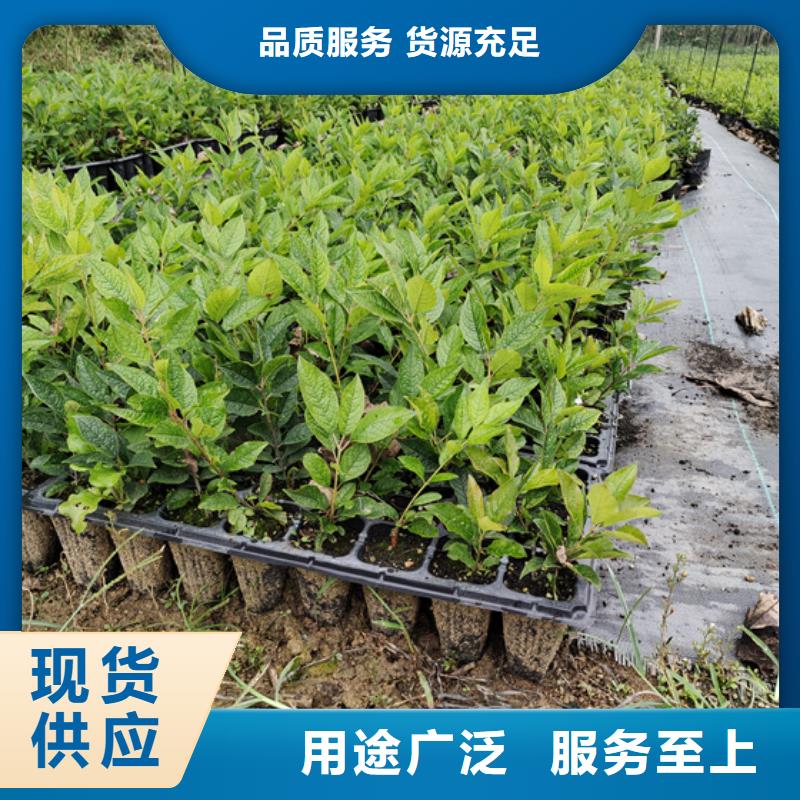 北美冬青【樱桃苗】甄选好物厂家直营