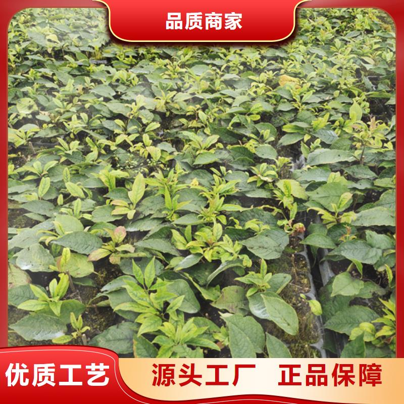 北美冬青梨树苗规格型号全本地生产厂家
