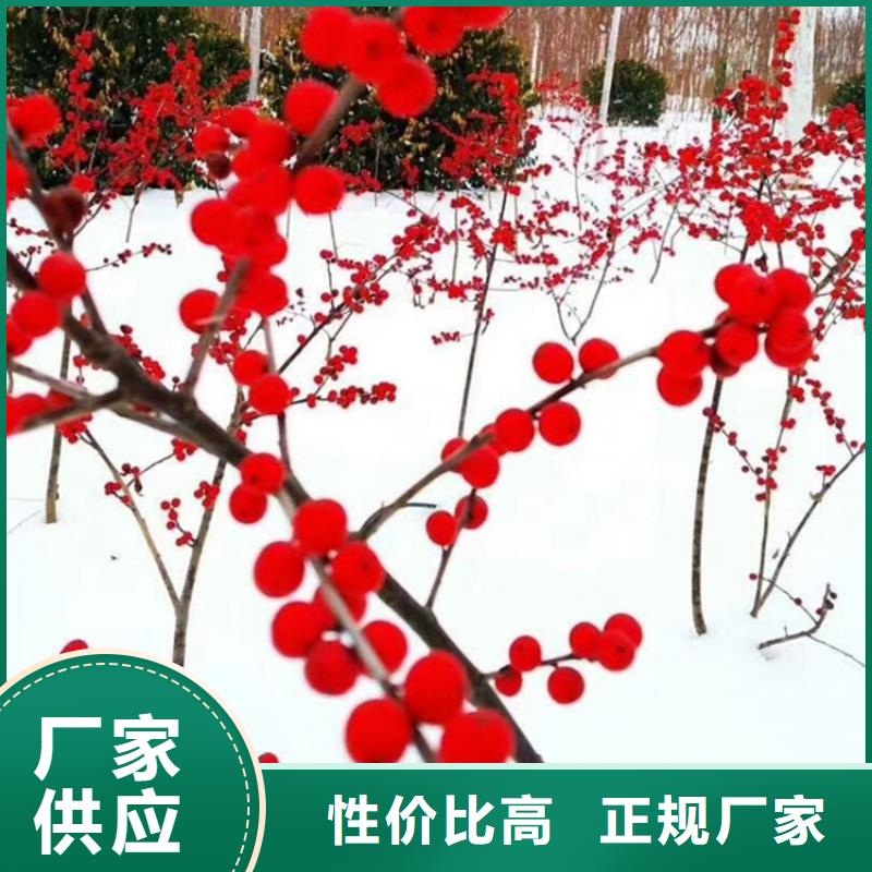 北美冬青梨树苗优质工艺工厂采购