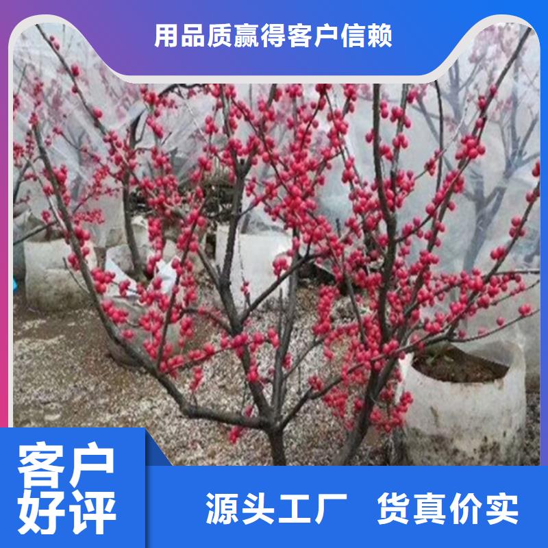 北美冬青-梨树苗细节之处更加用心拥有核心技术优势