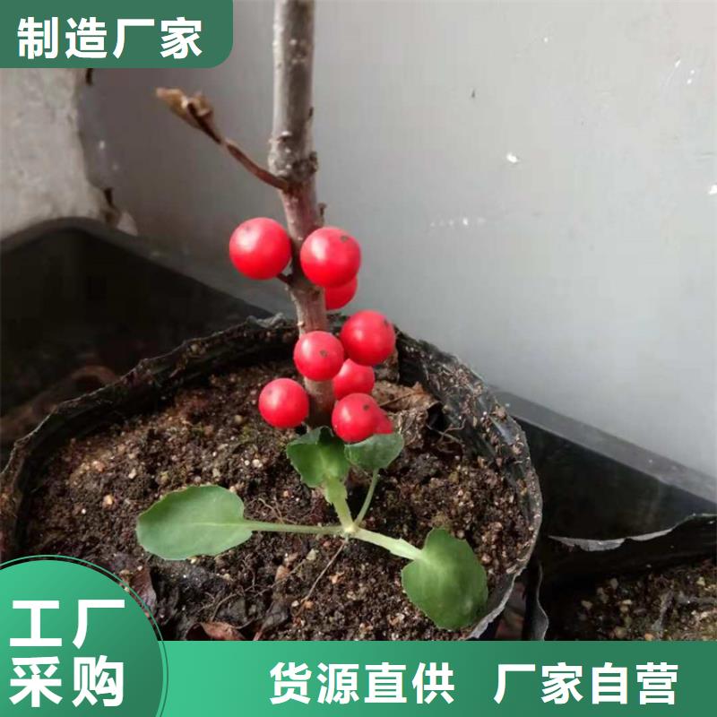 北美冬青石榴树认准大品牌厂家工厂直销