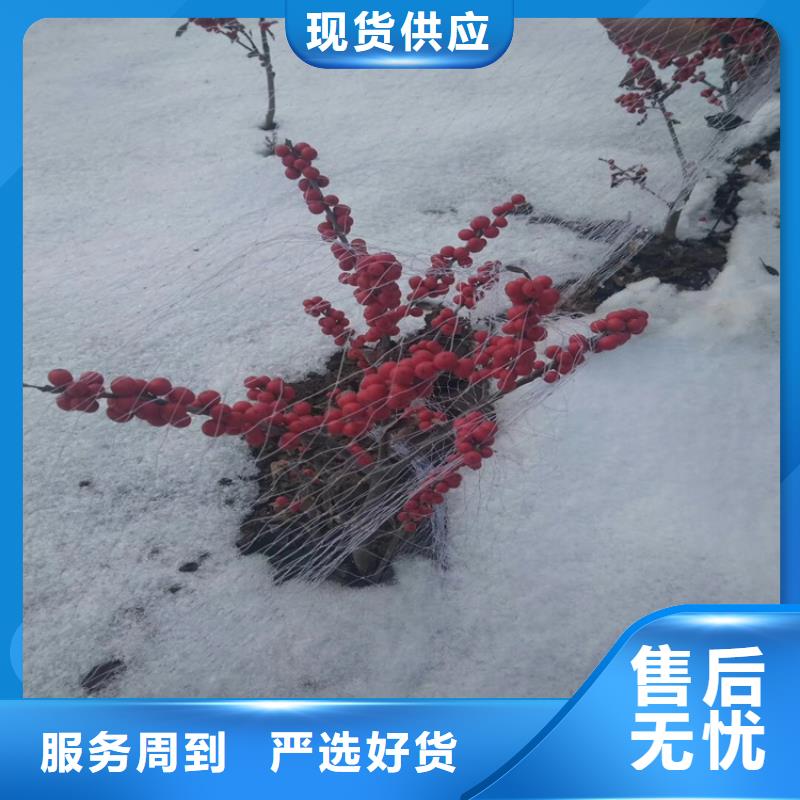 北美冬青李树苗严格把控每一处细节购买的是放心