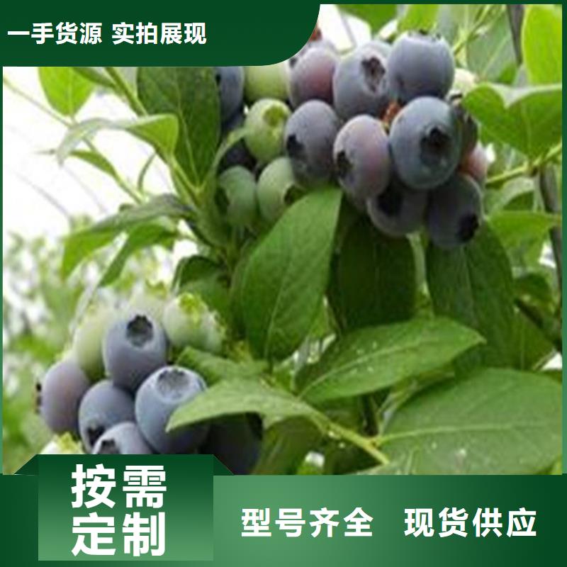 蓝莓苗石榴树商家直供同城经销商