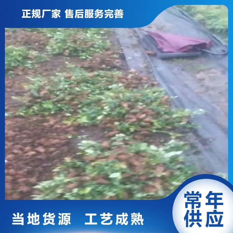 【蓝莓苗】_樱桃苗实力优品应用广泛
