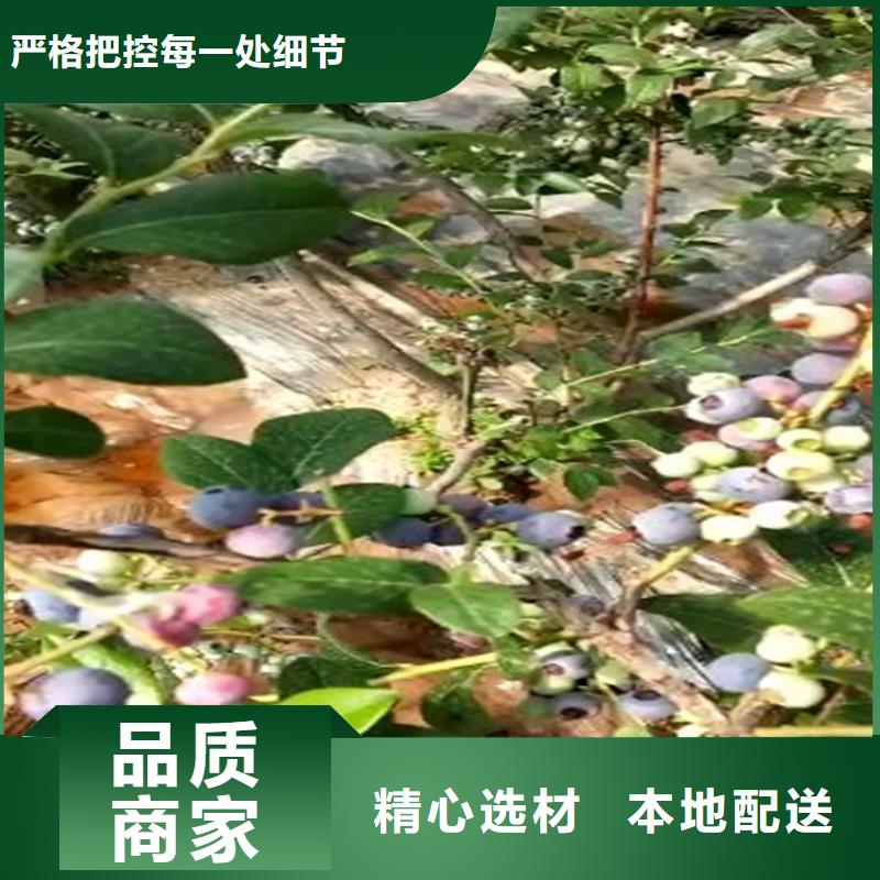 蓝莓苗_红颜草莓产品细节参数专业生产制造厂