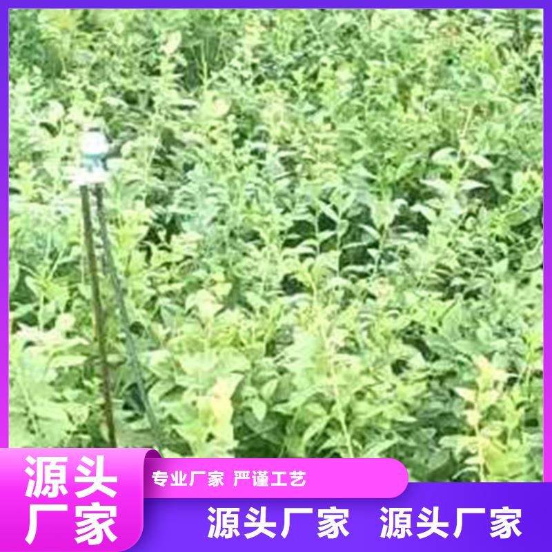 【蓝莓苗樱桃苗一站式供应厂家】准时交付