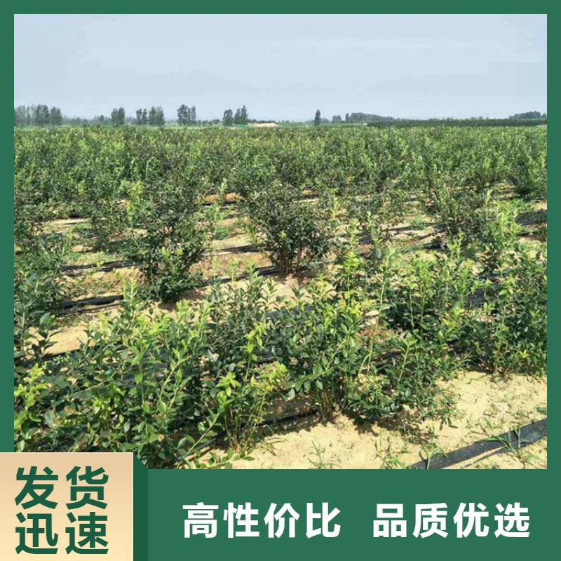 【蓝莓苗】梨树苗满足客户需求质量可靠