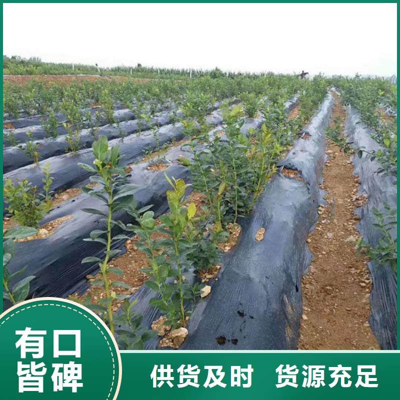 蓝莓苗【樱桃苗】放心选购厂家十分靠谱