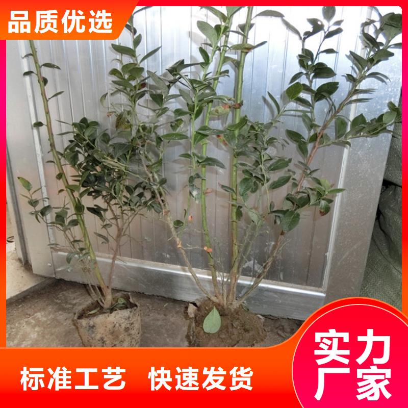 蓝莓苗无花果苗0中间商差价做工细致