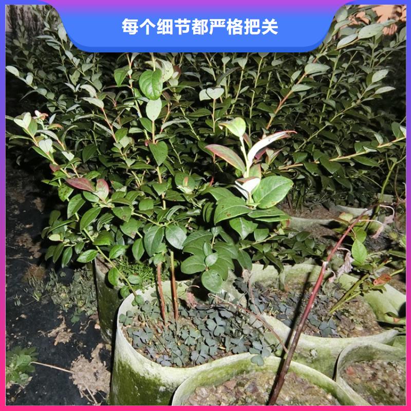 蓝莓苗【梨树苗】质检合格发货优选原材