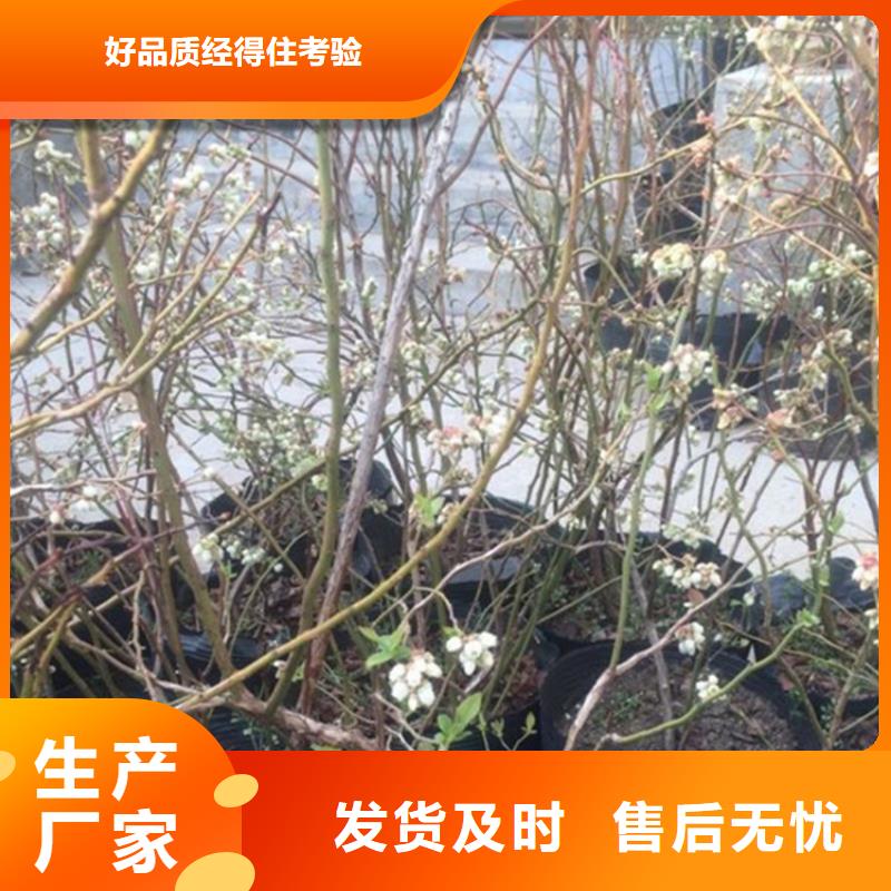 蓝莓苗-【蓝莓苗】优选货源联系厂家