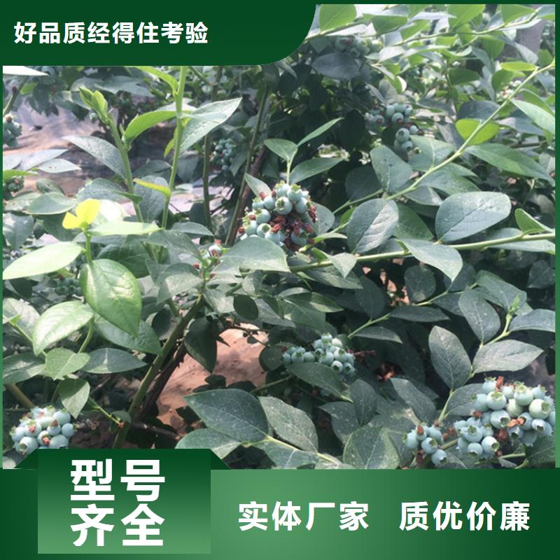 蓝莓苗玛瑙红石榴苗实时报价本地制造商