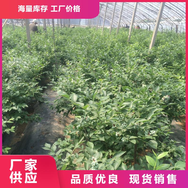 蓝莓苗桃树苗严格把控每一处细节好货采购