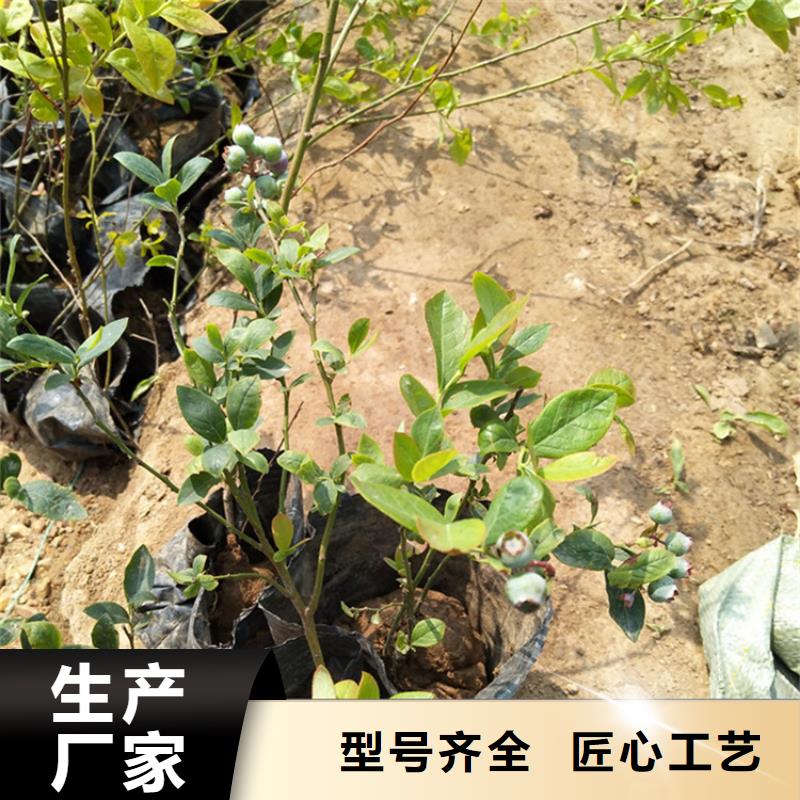 蓝莓苗【蓝莓苗】厂家精选追求品质