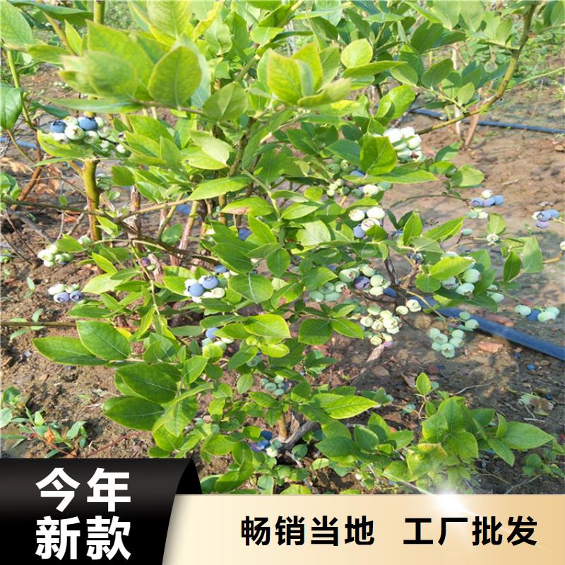 蓝莓苗苹果苗厂家工厂采购
