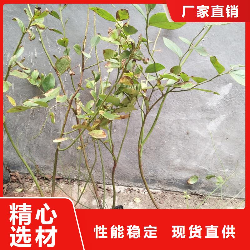 蓝莓苗,樱桃苗厂家定制质量无忧