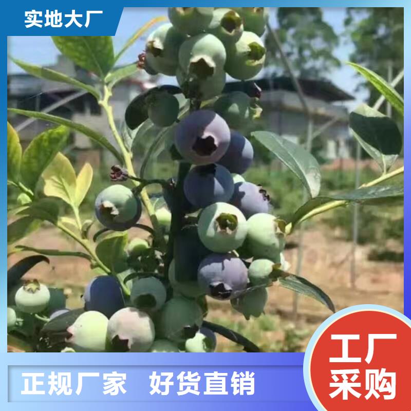 蓝莓苗_苹果苗精工打造厂家实力雄厚