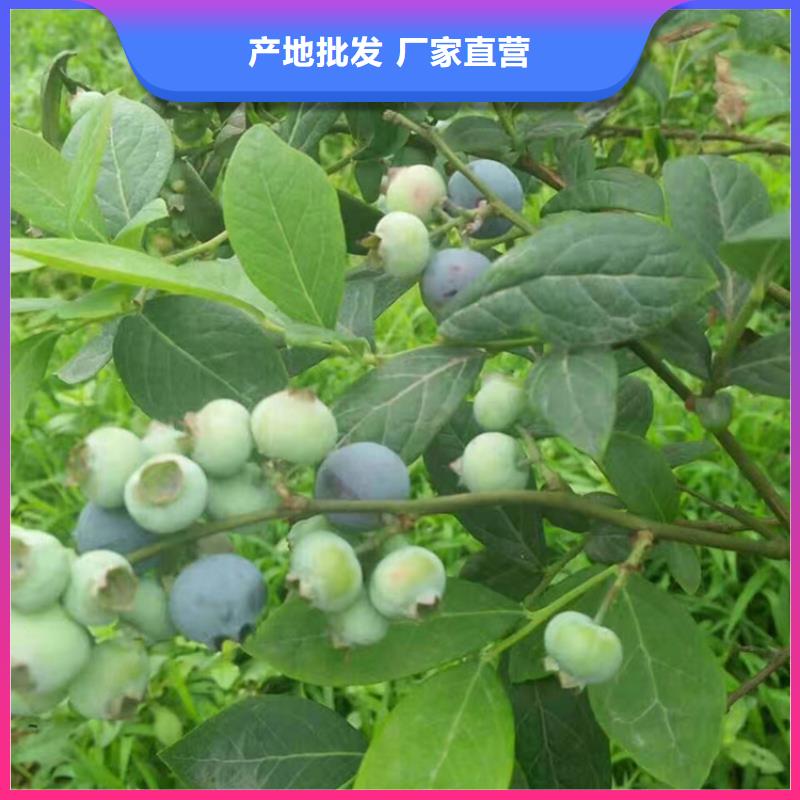 【蓝莓苗石榴苗厂家现货批发】品质服务