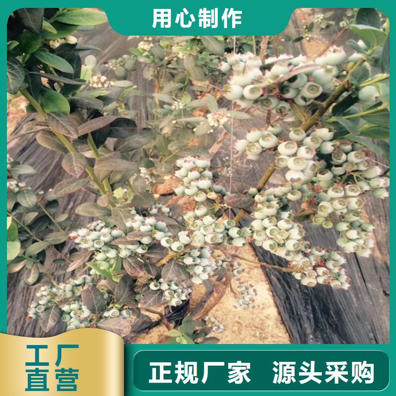 蓝莓苗3公分石榴苗设备齐全支持定制当地经销商