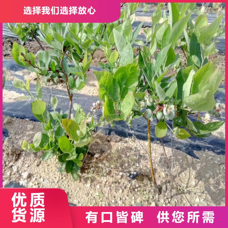 【蓝莓苗猕猴桃苗订购】严谨工艺
