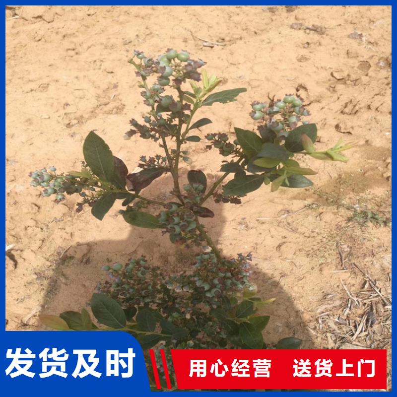 蓝莓苗【苹果苗】库存量大当地货源