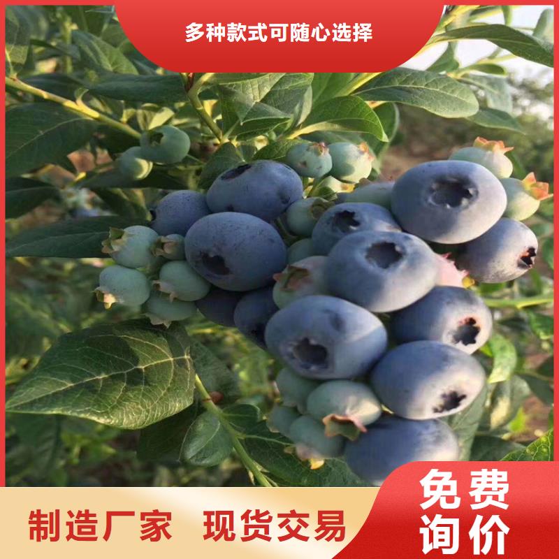 【蓝莓苗,石榴树好产品价格低】同城货源