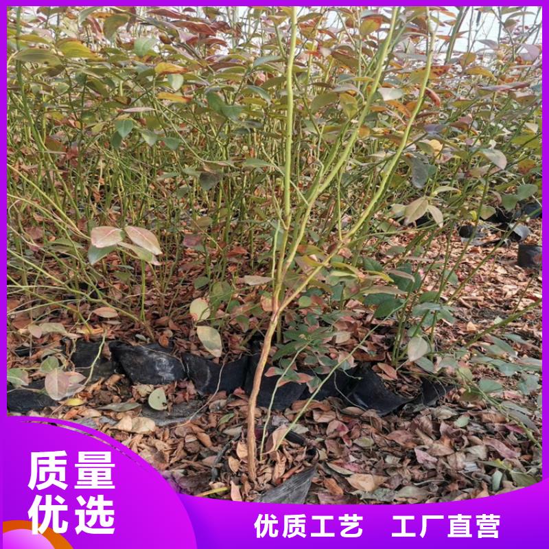 ​蓝莓苗-樱桃苗品质保证价格实在