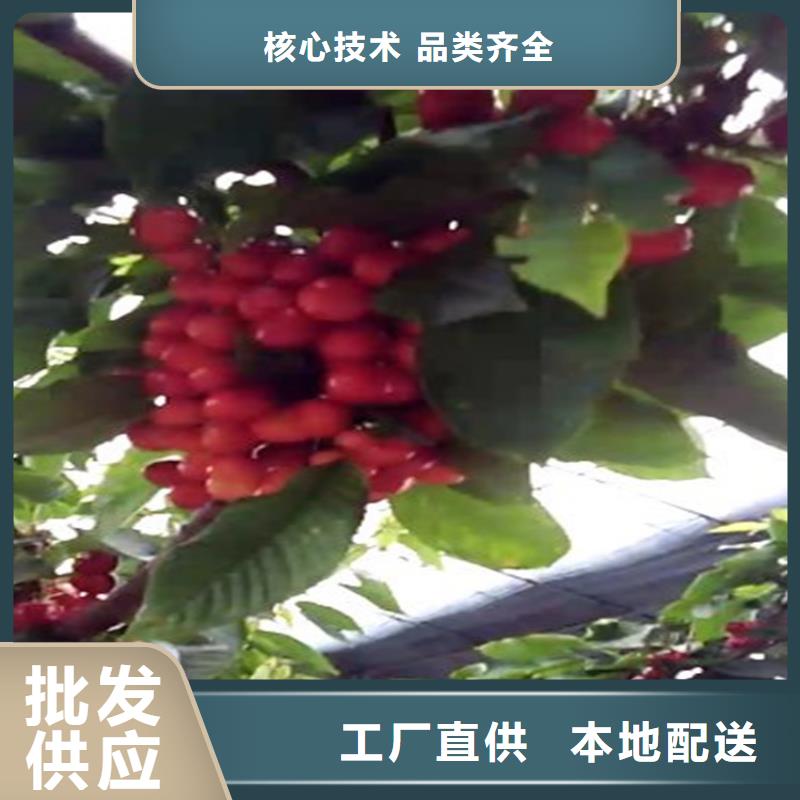 樱桃,【桃树苗】支持定制贴心售后同城供应商