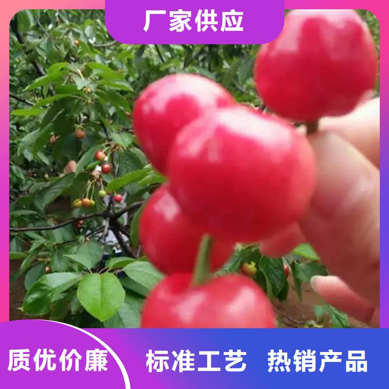 樱桃-草莓苗匠心品质高质量高信誉