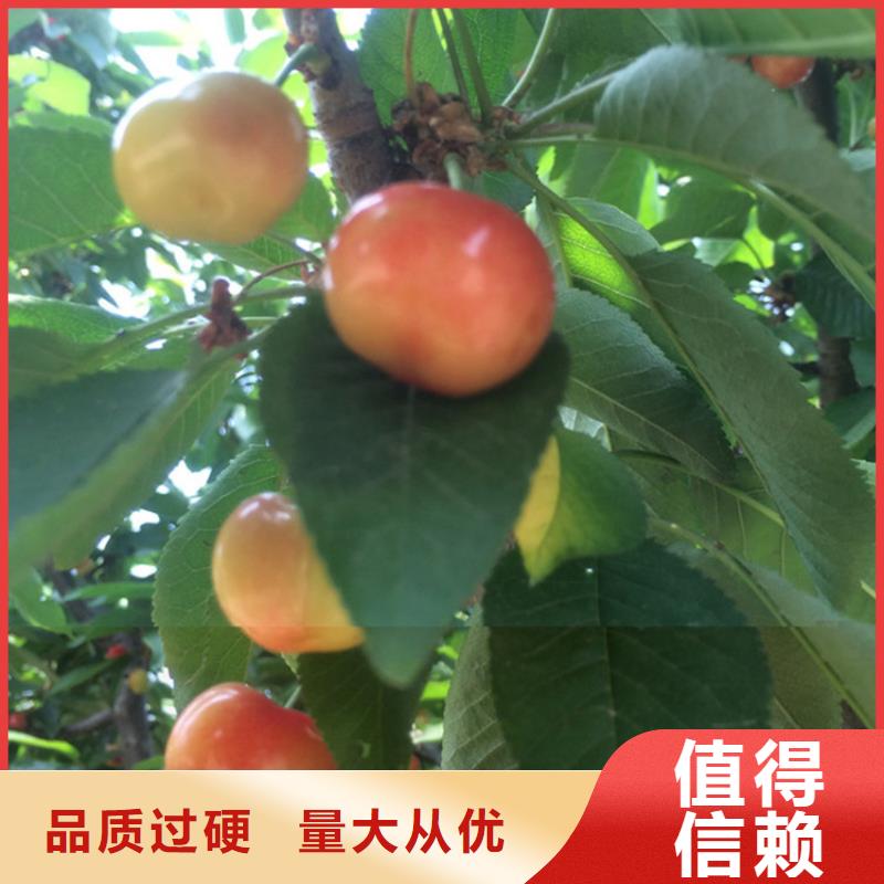 樱桃苹果苗交货准时实体诚信经营