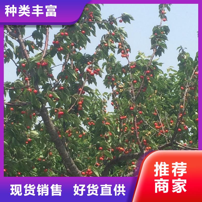 【樱桃,石榴树库存量大】有实力有经验