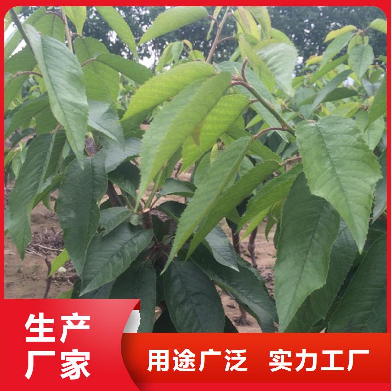 ​樱桃桃树苗专注细节更放心本地经销商
