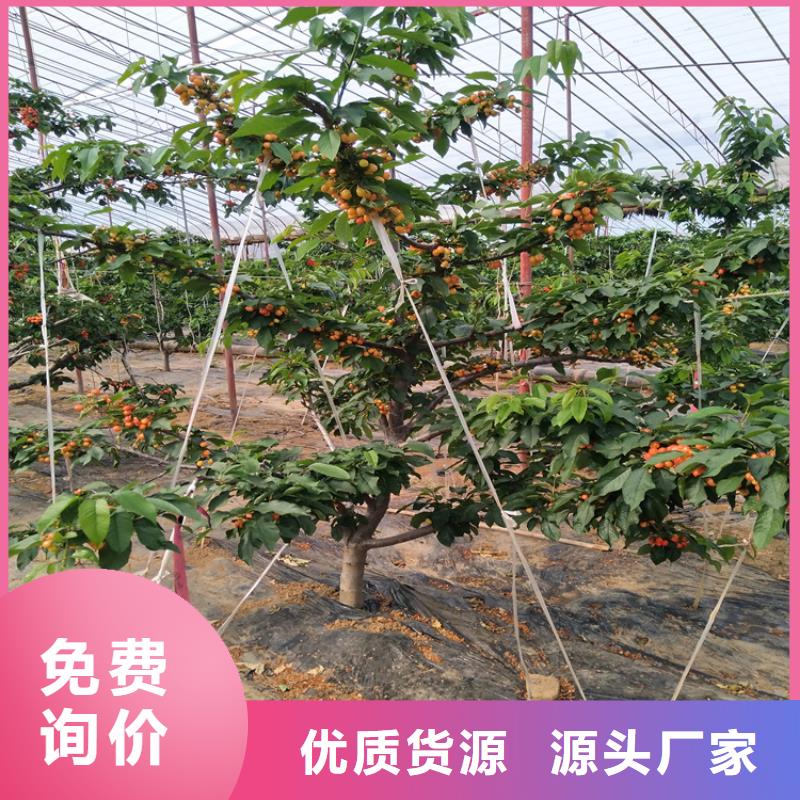 樱桃猕猴桃苗优良工艺本地厂家