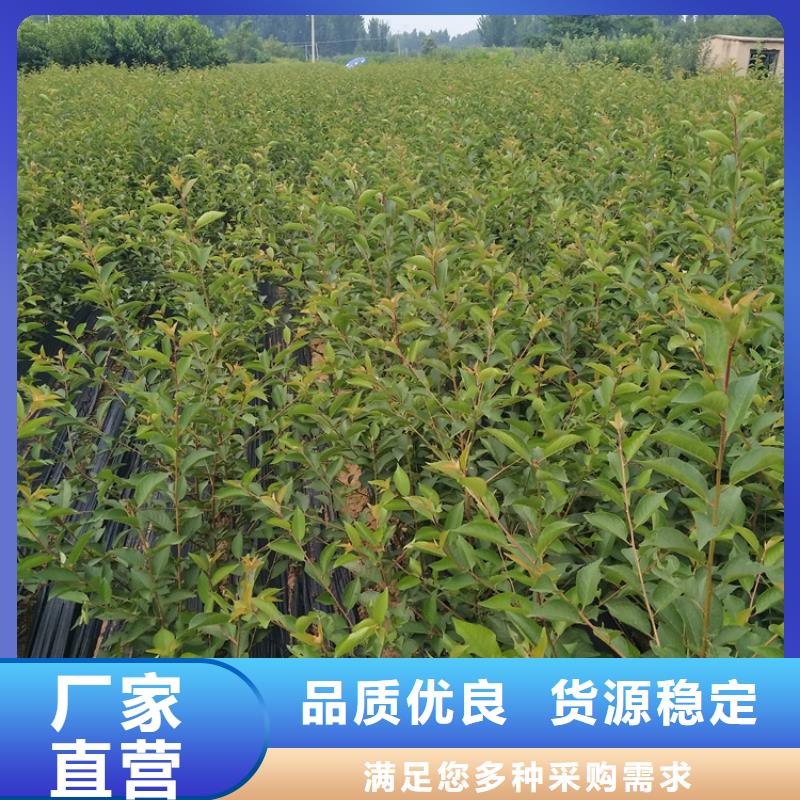 樱桃_【桃树苗】优质原料好产品有口碑