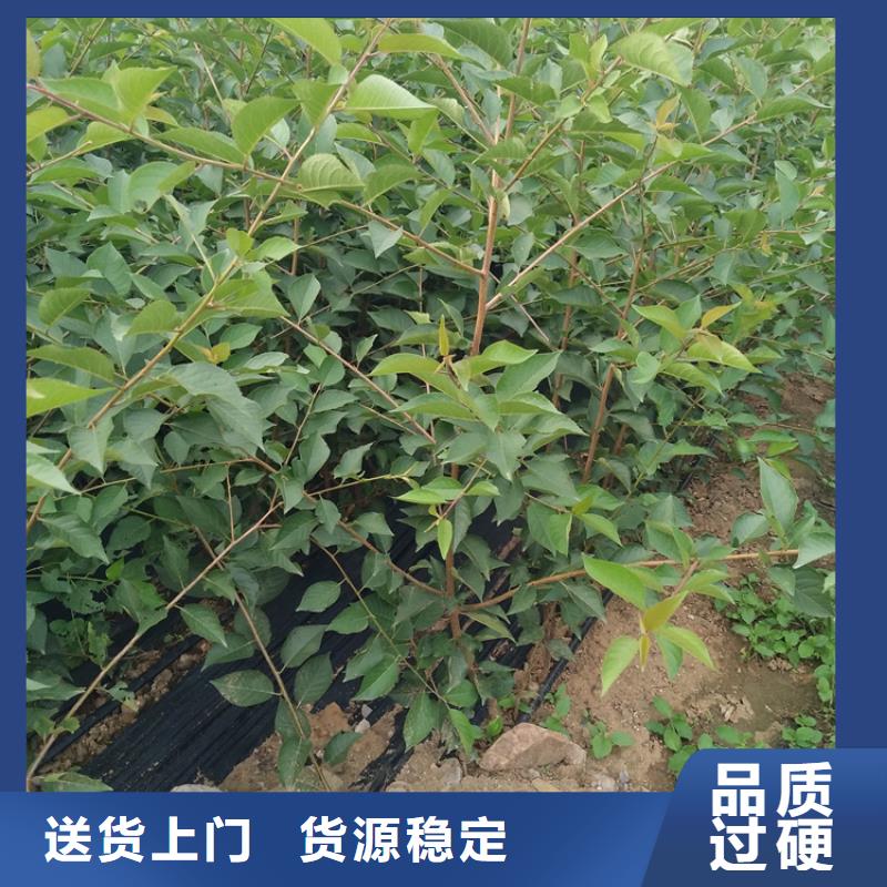 樱桃-桃树苗贴心服务检验发货