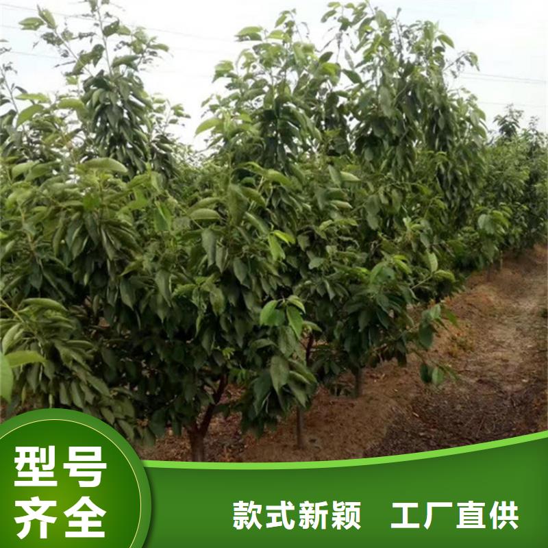 【樱桃】-奶油草莓客户满意度高好货有保障