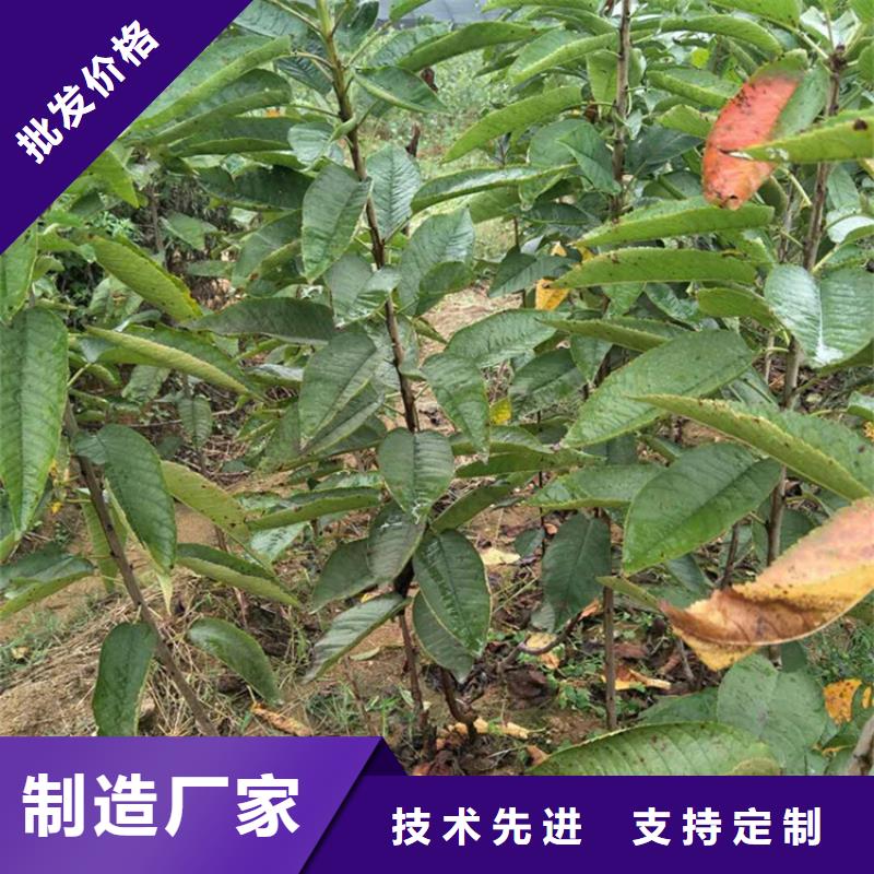 樱桃板栗苗匠心制造同城供应商