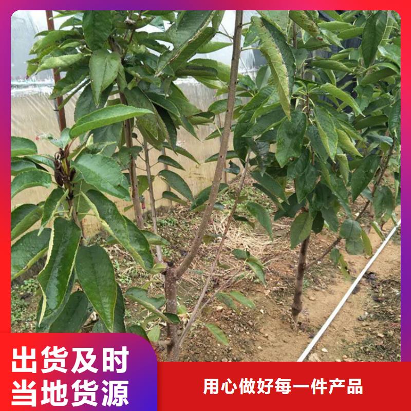 樱桃_苹果苗原厂制造直销厂家