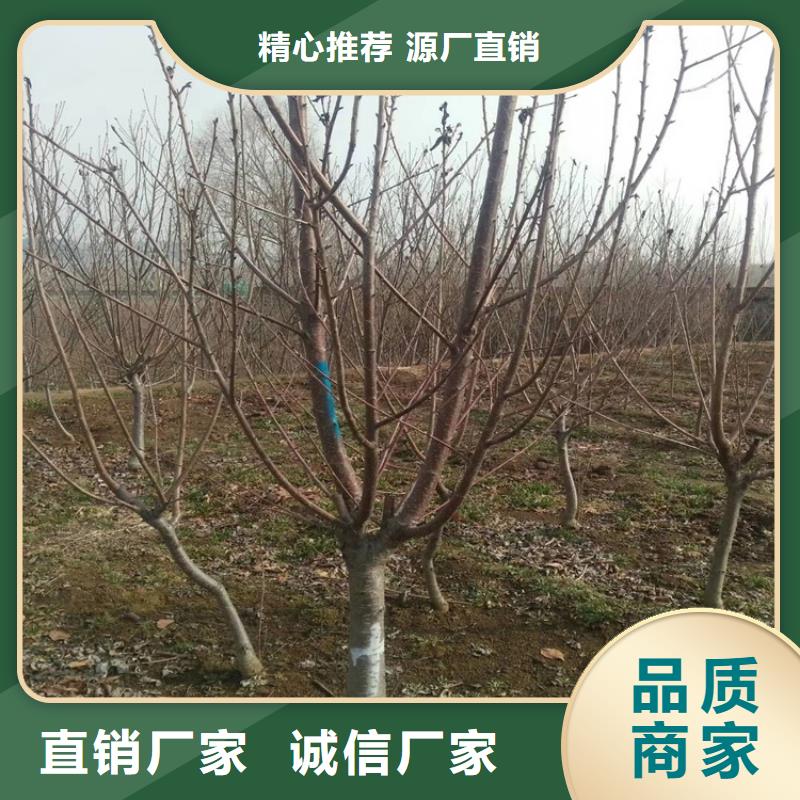 樱桃,西瓜番石榴苗品牌专营同城生产厂家