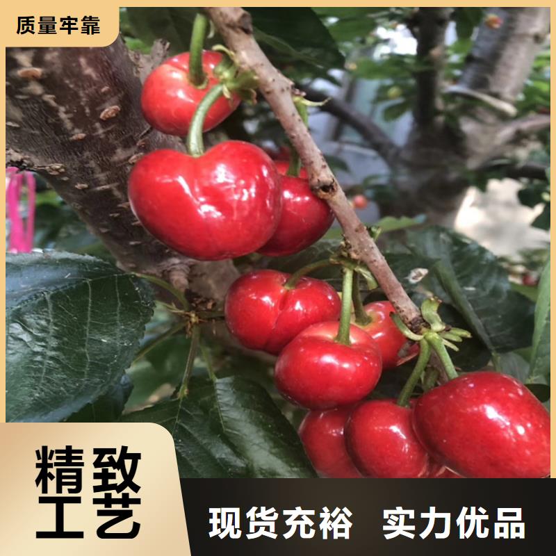 樱桃石榴树量少也做本地生产商