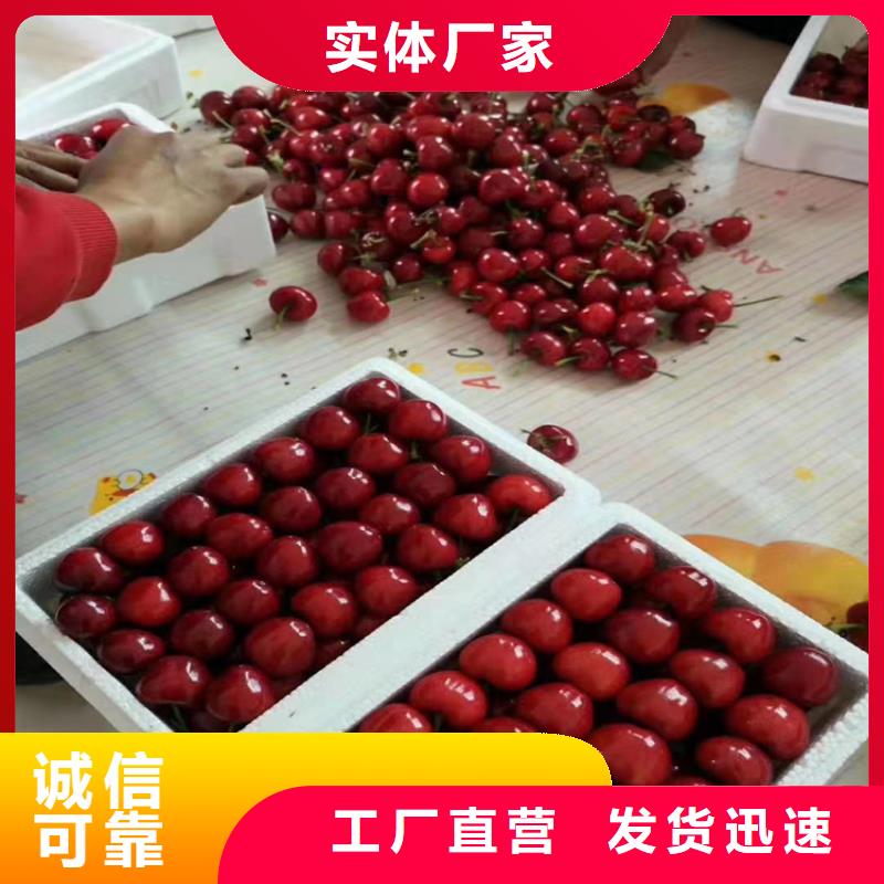 樱桃红颜草莓专业生产设备欢迎来厂考察
